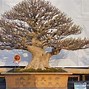 Gambar Bonsai Beringin Kimeng